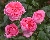 La Rose de Molinard